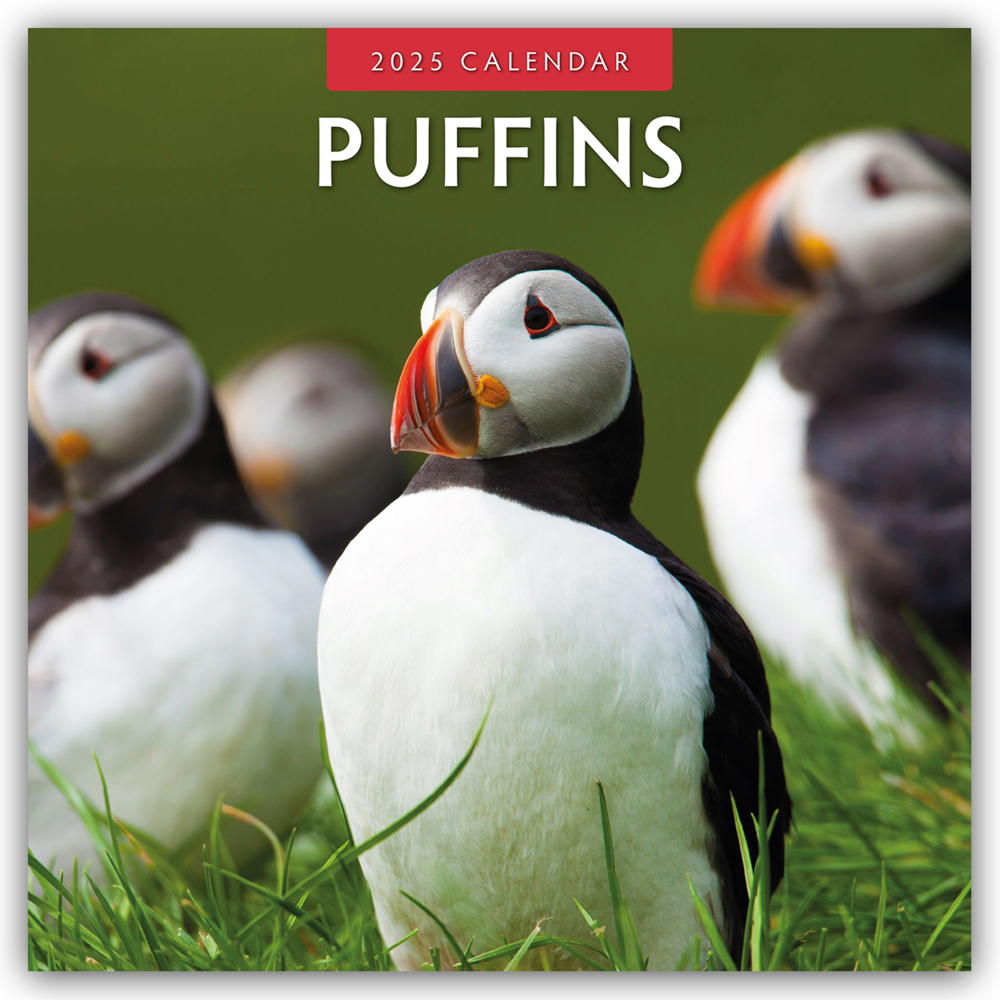 Cover: 9781804424056 | Puffins - Papageitaucher 2025 - 16-Monatskalender | Ltd | Kalender