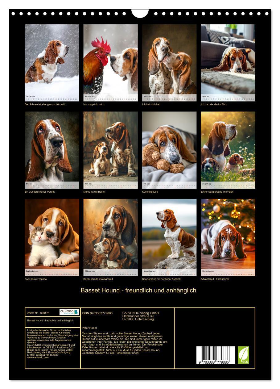 Bild: 9783383779886 | Basset Hound - freundlich und anhänglich (Wandkalender 2025 DIN A3...