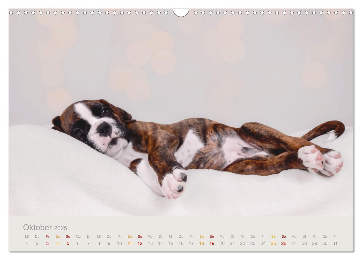 Bild: 9783457226131 | Boxer Welpen einfach zuckersüß (Wandkalender 2025 DIN A3 quer),...