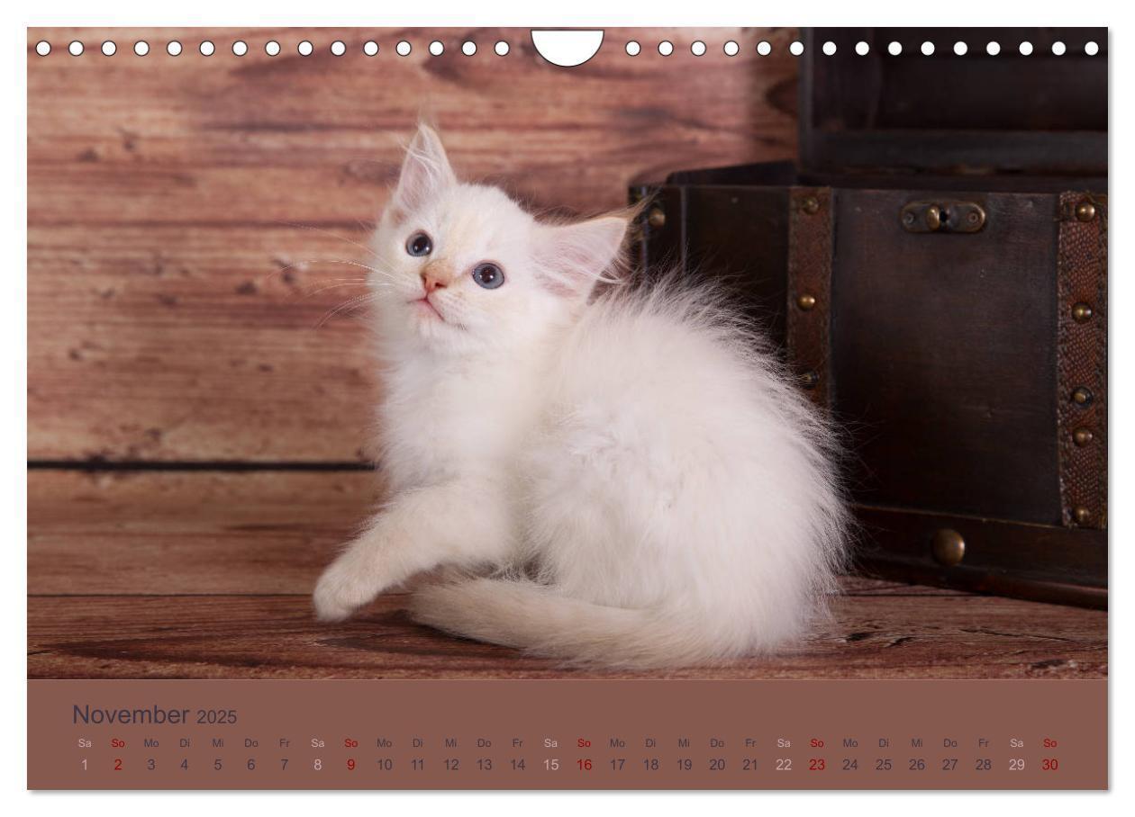 Bild: 9783435341627 | Flauschige Ragdoll Kitten (Wandkalender 2025 DIN A4 quer), CALVENDO...