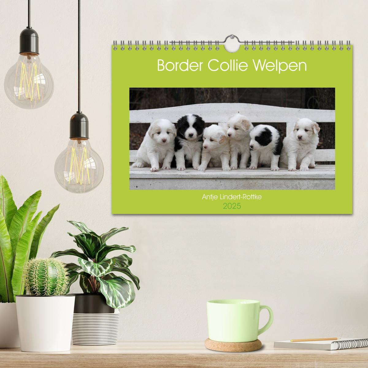 Bild: 9783435834037 | Border Collie Welpen (Wandkalender 2025 DIN A4 quer), CALVENDO...