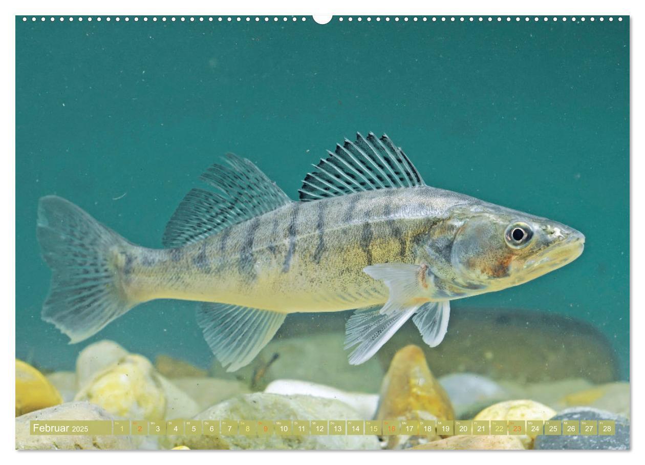 Bild: 9783457180556 | Heimische Fische: Karpfen, Forelle, Hecht (Wandkalender 2025 DIN A2...