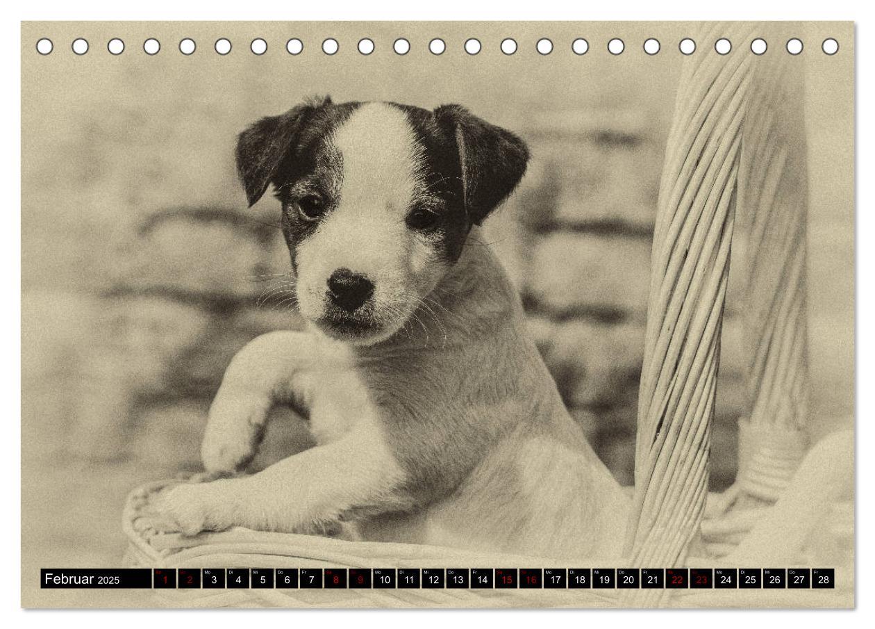 Bild: 9783435399604 | Parson Jack Russel Welpen (Tischkalender 2025 DIN A5 quer),...