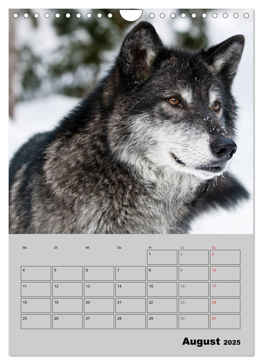 Bild: 9783457024201 | Wolf-Gesichter (Wandkalender 2025 DIN A4 hoch), CALVENDO...