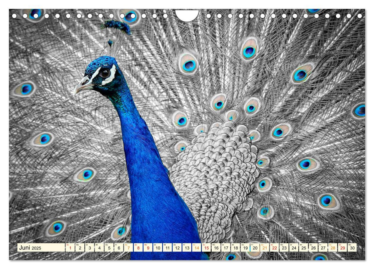 Bild: 9783383953460 | Schöner Pfau (Wandkalender 2025 DIN A4 quer), CALVENDO Monatskalender