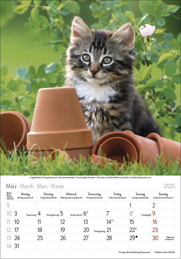 Bild: 9783731876168 | Katzen 2025 | Korsch Verlag | Kalender | Spiralbindung | 13 S. | 2025