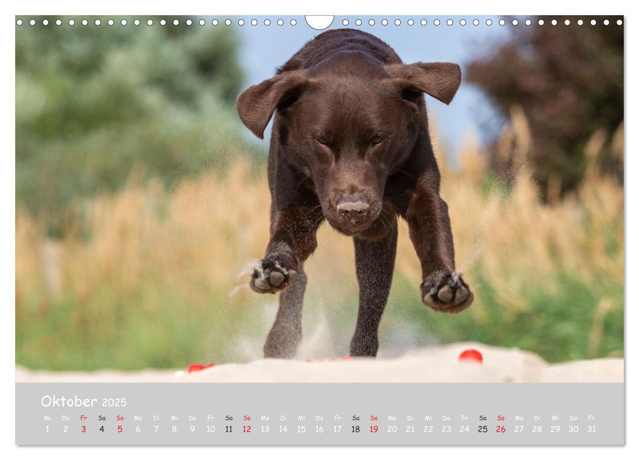 Bild: 9783435532025 | Liebenswerter Labrador 2025 (Wandkalender 2025 DIN A3 quer),...