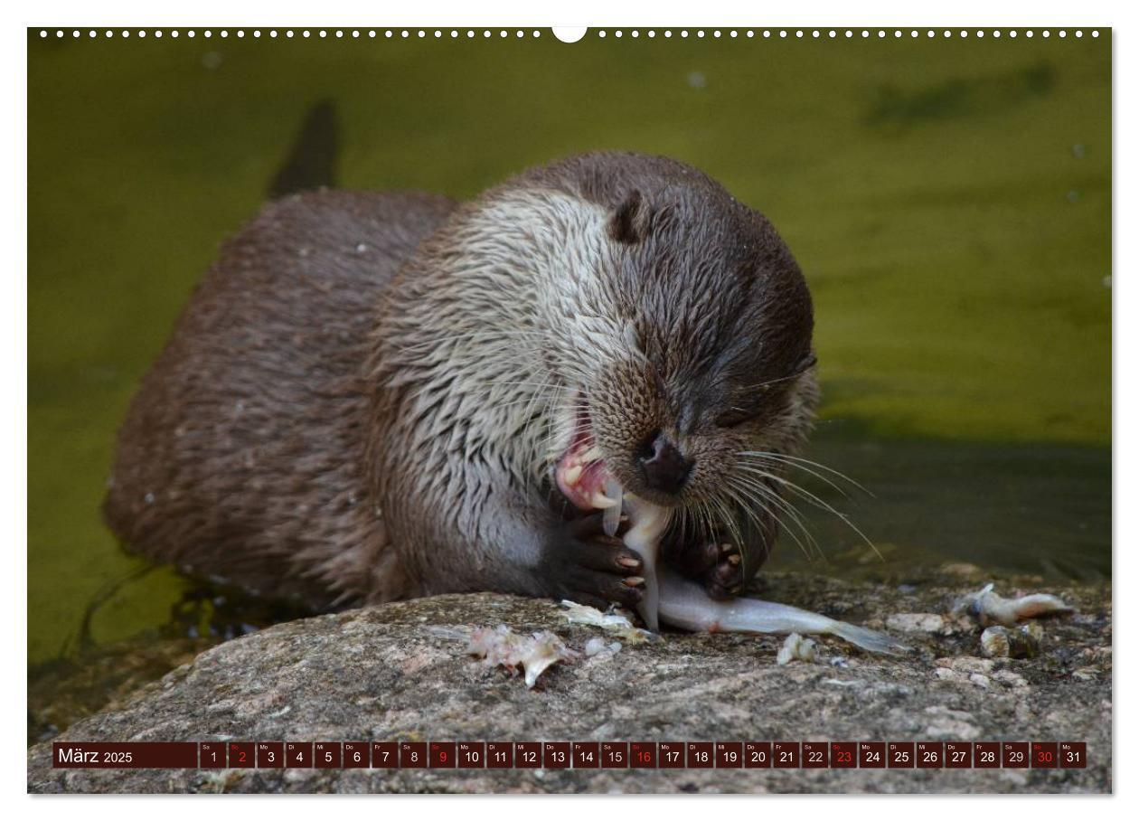 Bild: 9783435605323 | Otter. Frech, laut und clever (Wandkalender 2025 DIN A2 quer),...