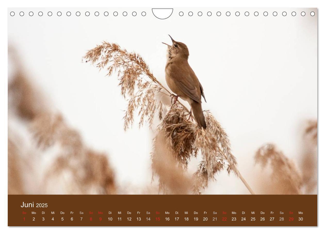 Bild: 9783435517169 | Der Federsee - Vogelparadies in Oberschwaben (Wandkalender 2025 DIN...