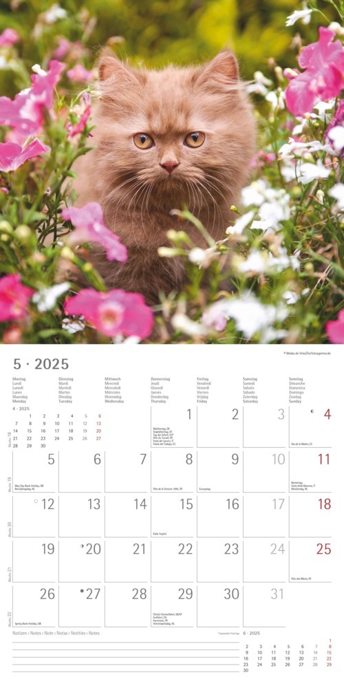 Bild: 4251732340681 | Katzenbabys 2025 - Broschürenkalender 30x30 cm (30x60 geöffnet) -...