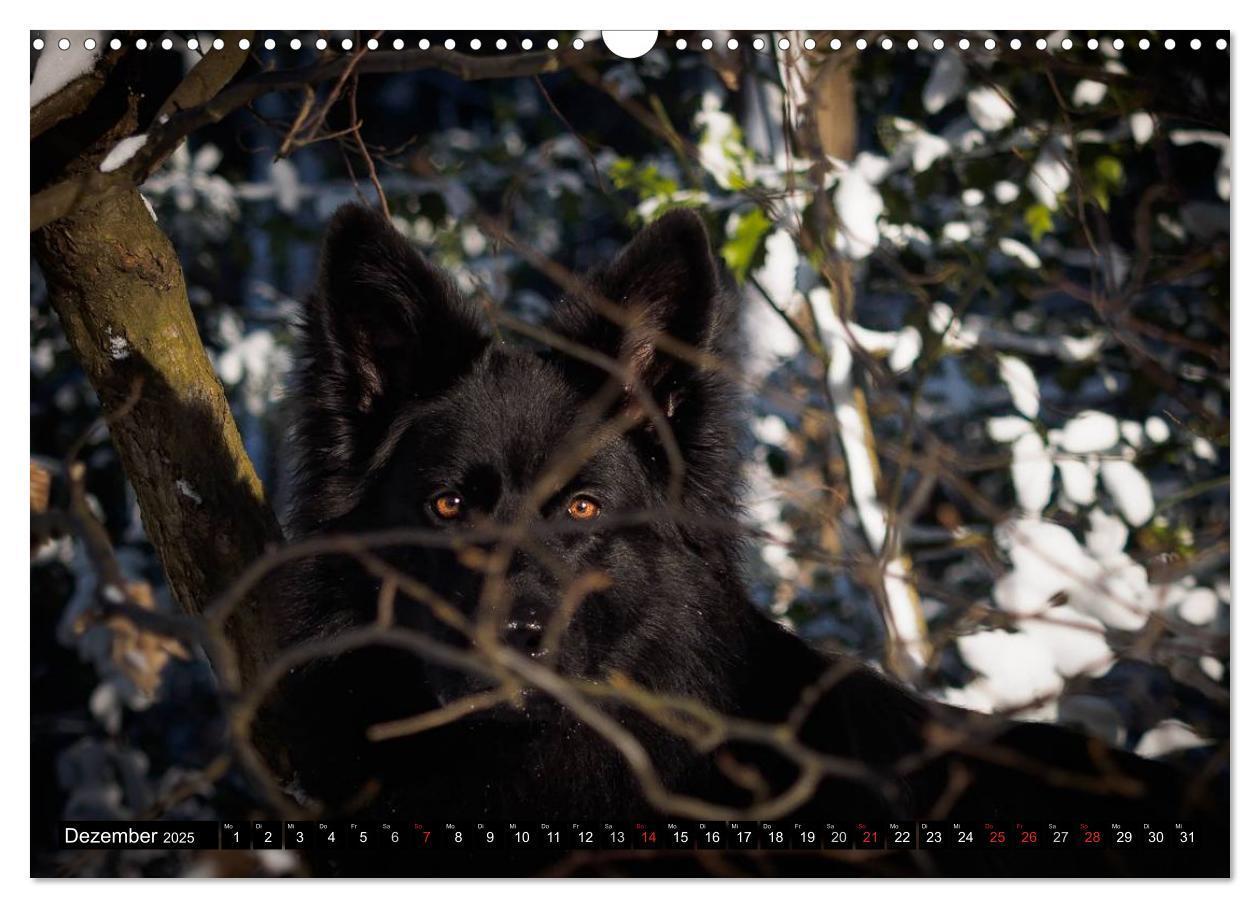 Bild: 9783435572908 | Schwarz ist schön! Der lackschwarze altdeutsche Schäferhund...