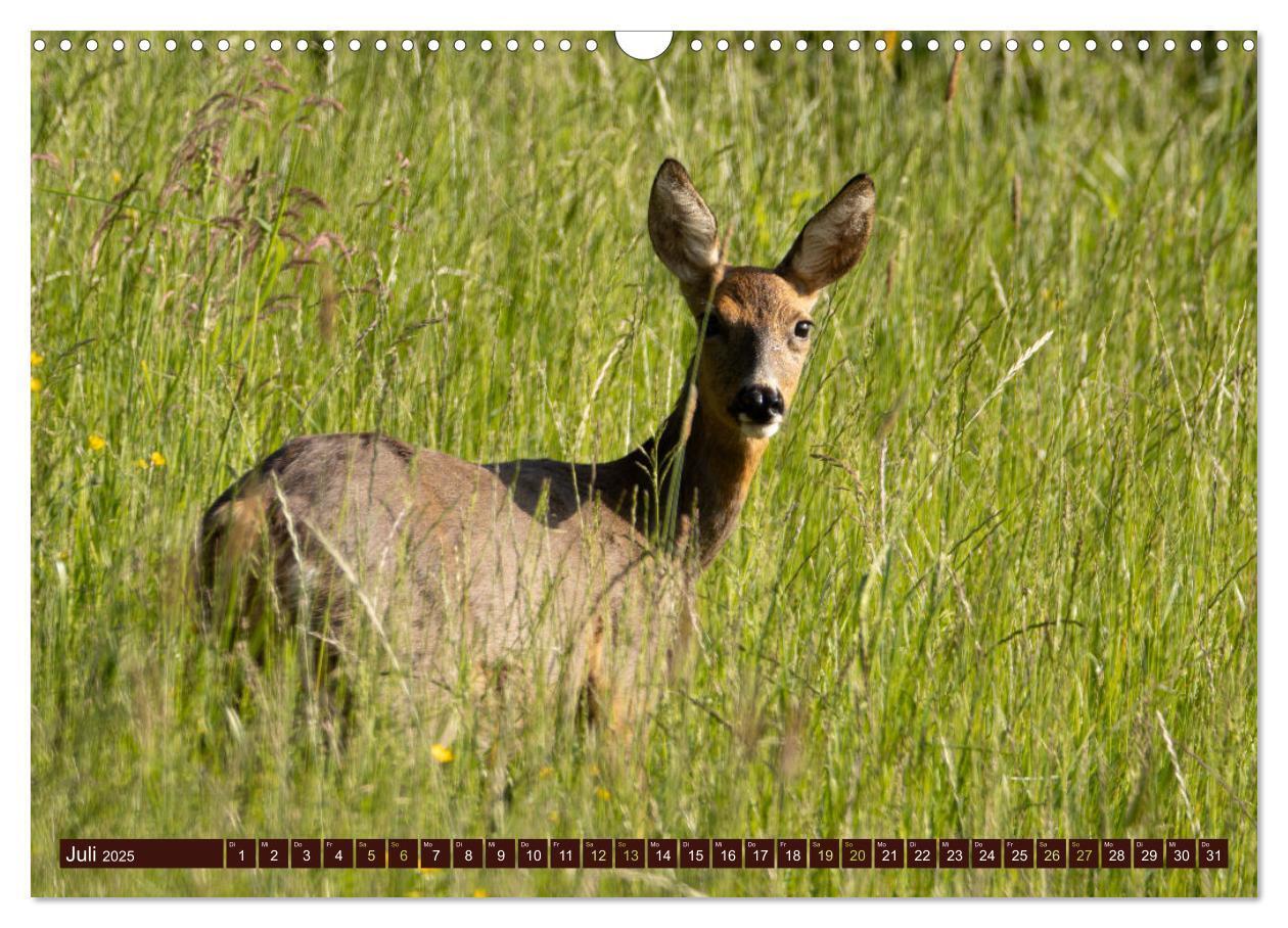 Bild: 9783457175989 | Zauberhafte Wesen - anmutiges Rehwild (Wandkalender 2025 DIN A3...