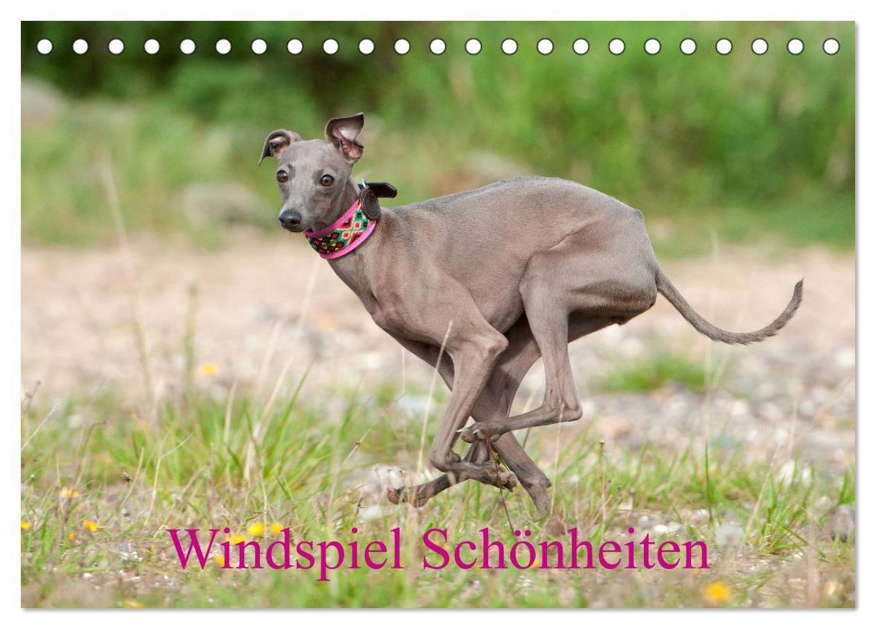 Cover: 9783383128837 | Windspiel Schönheiten (Tischkalender 2024 DIN A5 quer), CALVENDO...