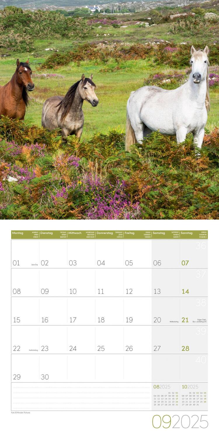 Bild: 9783838445212 | Pferde Kalender 2025 - 30x30 | Ackermann Kunstverlag | Kalender | 2025