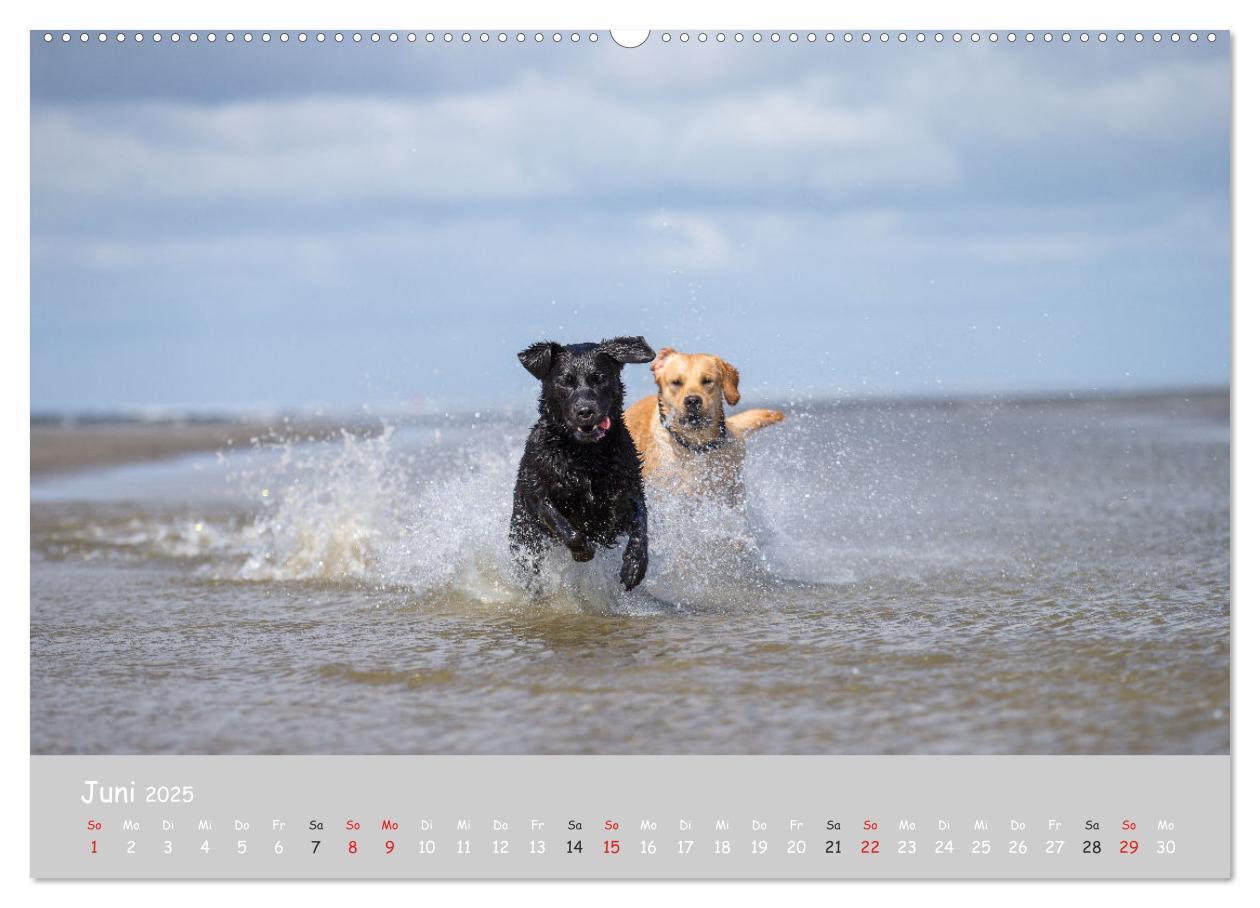 Bild: 9783435531554 | Liebenswerter Labrador 2025 (Wandkalender 2025 DIN A2 quer),...