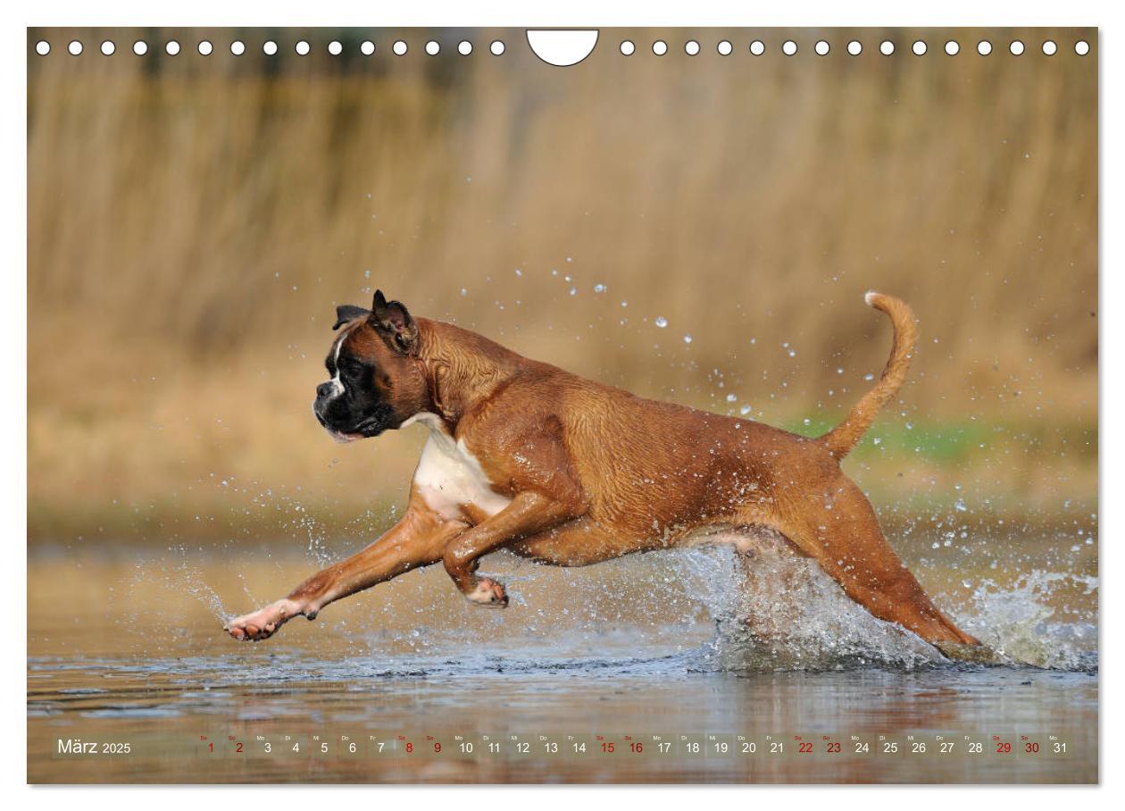 Bild: 9783435412235 | Gut - besser - Boxer (Wandkalender 2025 DIN A4 quer), CALVENDO...