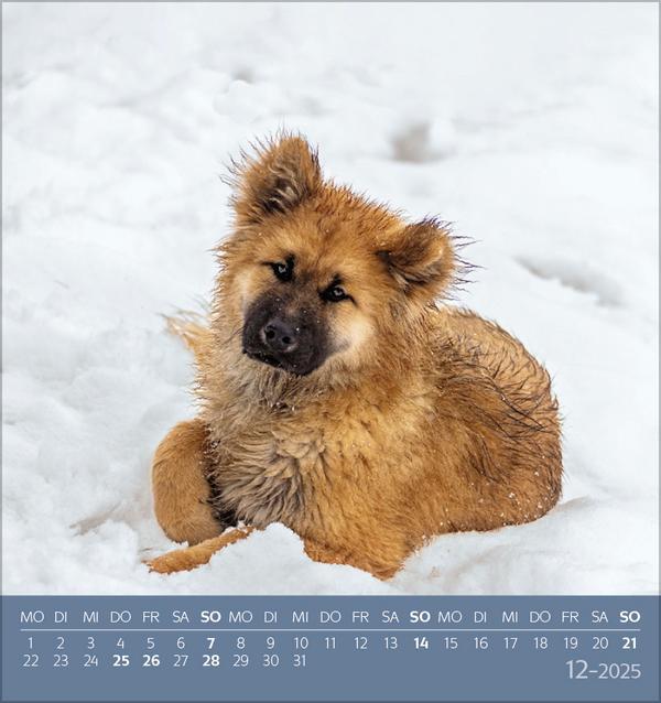 Bild: 9783731876717 | Hunde 2025 | aufstellbarer Postkartenkalender | Verlag Korsch | 13 S.