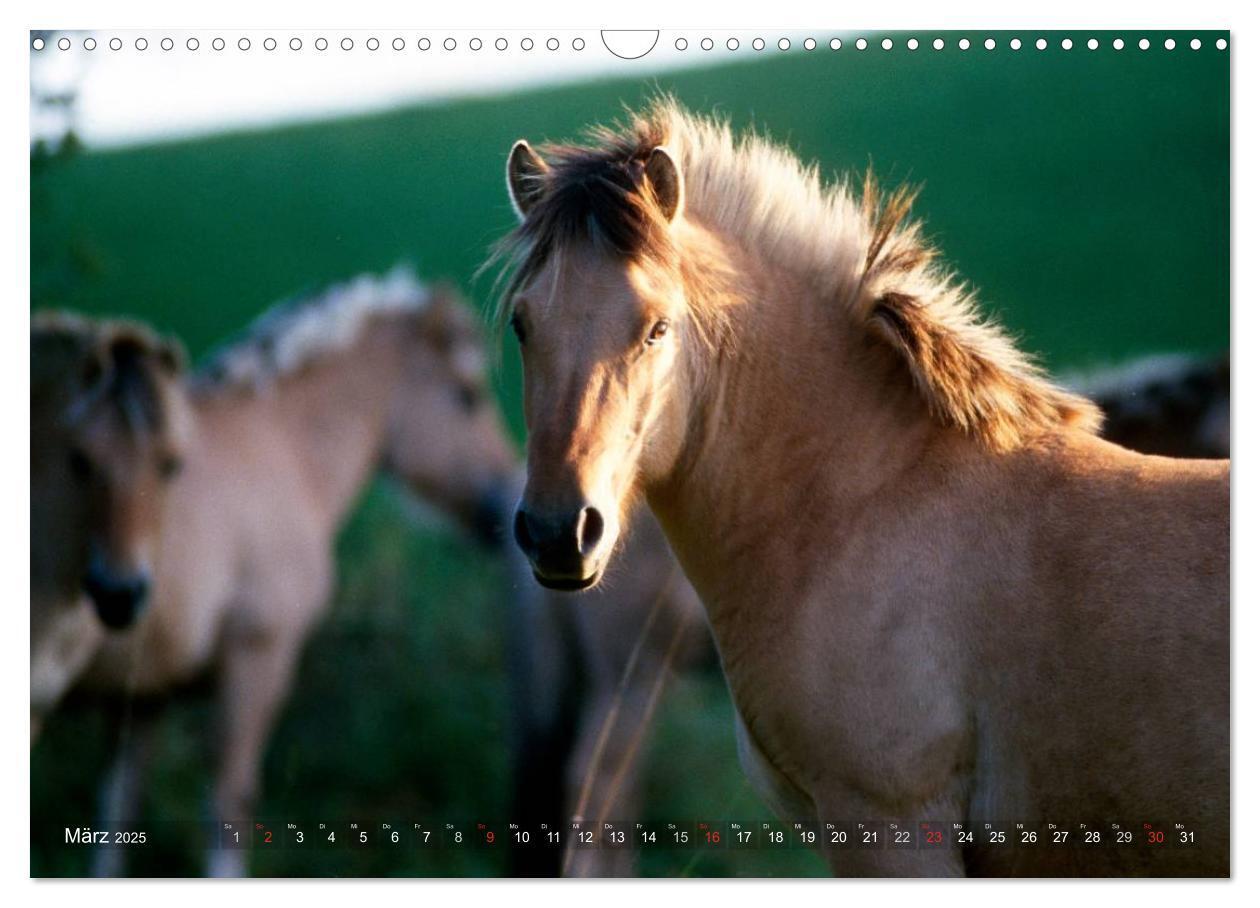 Bild: 9783435753994 | Fjordpferde - Norweger (Wandkalender 2025 DIN A3 quer), CALVENDO...