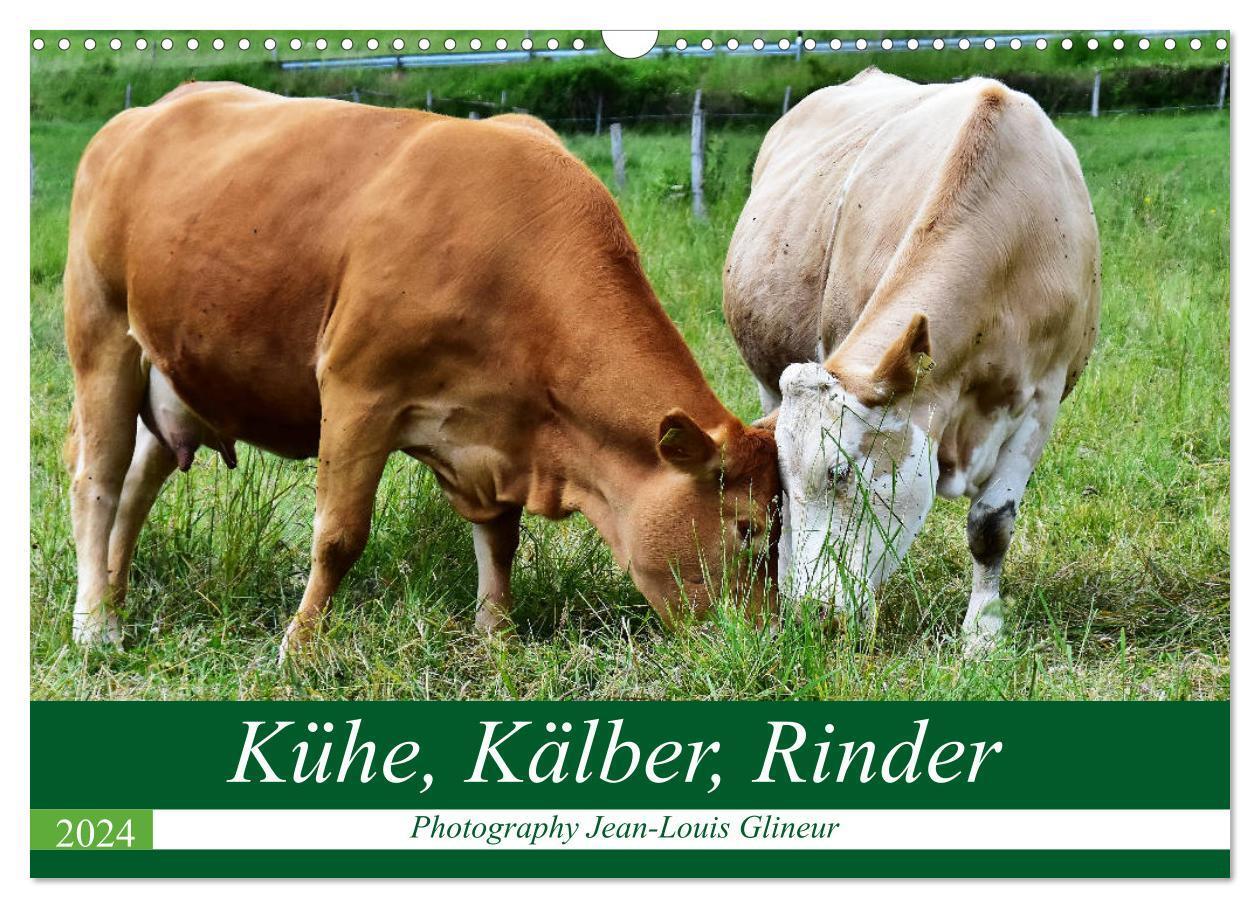 Cover: 9783383642678 | Kühe, Kälber, Rinder (Wandkalender 2024 DIN A3 quer), CALVENDO...
