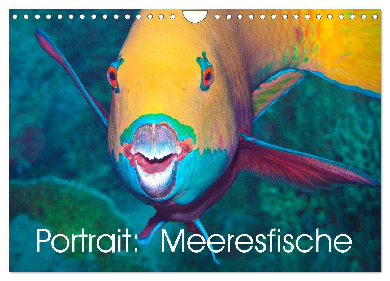 Cover: 9783435293667 | Portrait: Meeresfische (Wandkalender 2025 DIN A4 quer), CALVENDO...