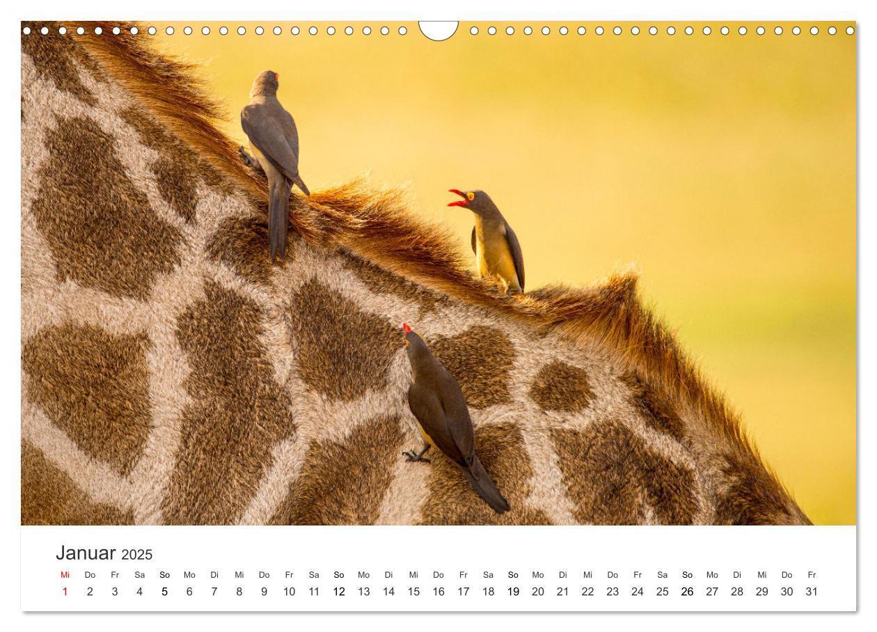 Bild: 9783383957031 | Botswana - Grandiose Wildnis (Wandkalender 2025 DIN A3 quer),...