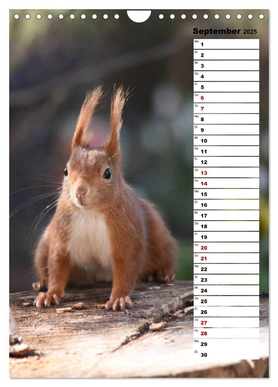 Bild: 9783435985302 | Eichhörnchen - kleine Tiere, große Liebe (Wandkalender 2025 DIN A4...