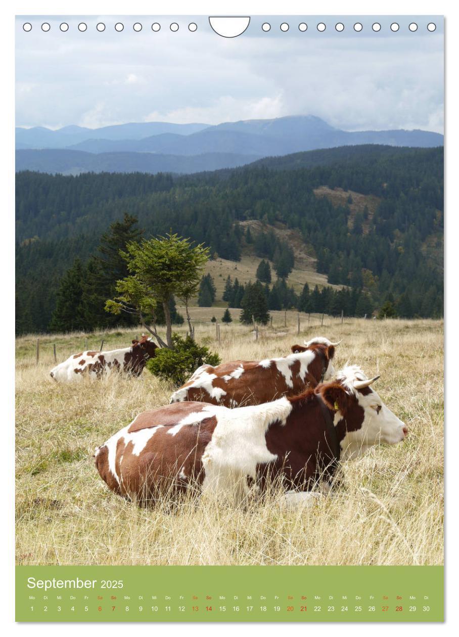 Bild: 9783457027752 | Schwarzwald und Kühe im Hochformat (Wandkalender 2025 DIN A4 hoch),...