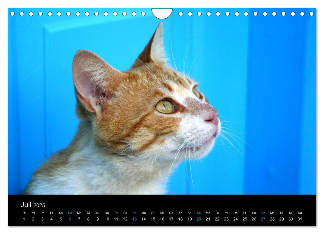 Bild: 9783435684069 | Katzensprung (Wandkalender 2025 DIN A4 quer), CALVENDO Monatskalender