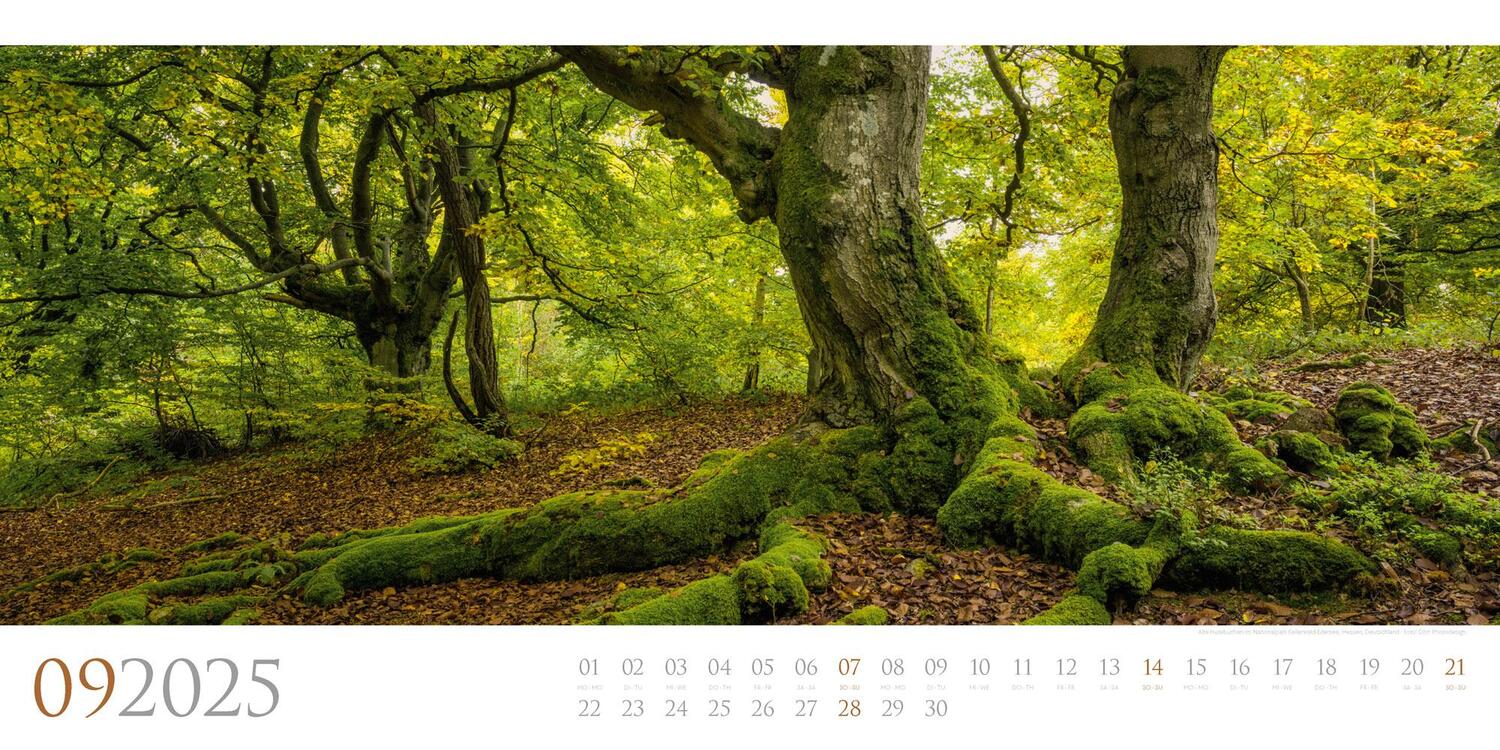 Bild: 9783838425597 | Wilde Wälder Kalender 2025 | Ackermann Kunstverlag | Kalender | 14 S.