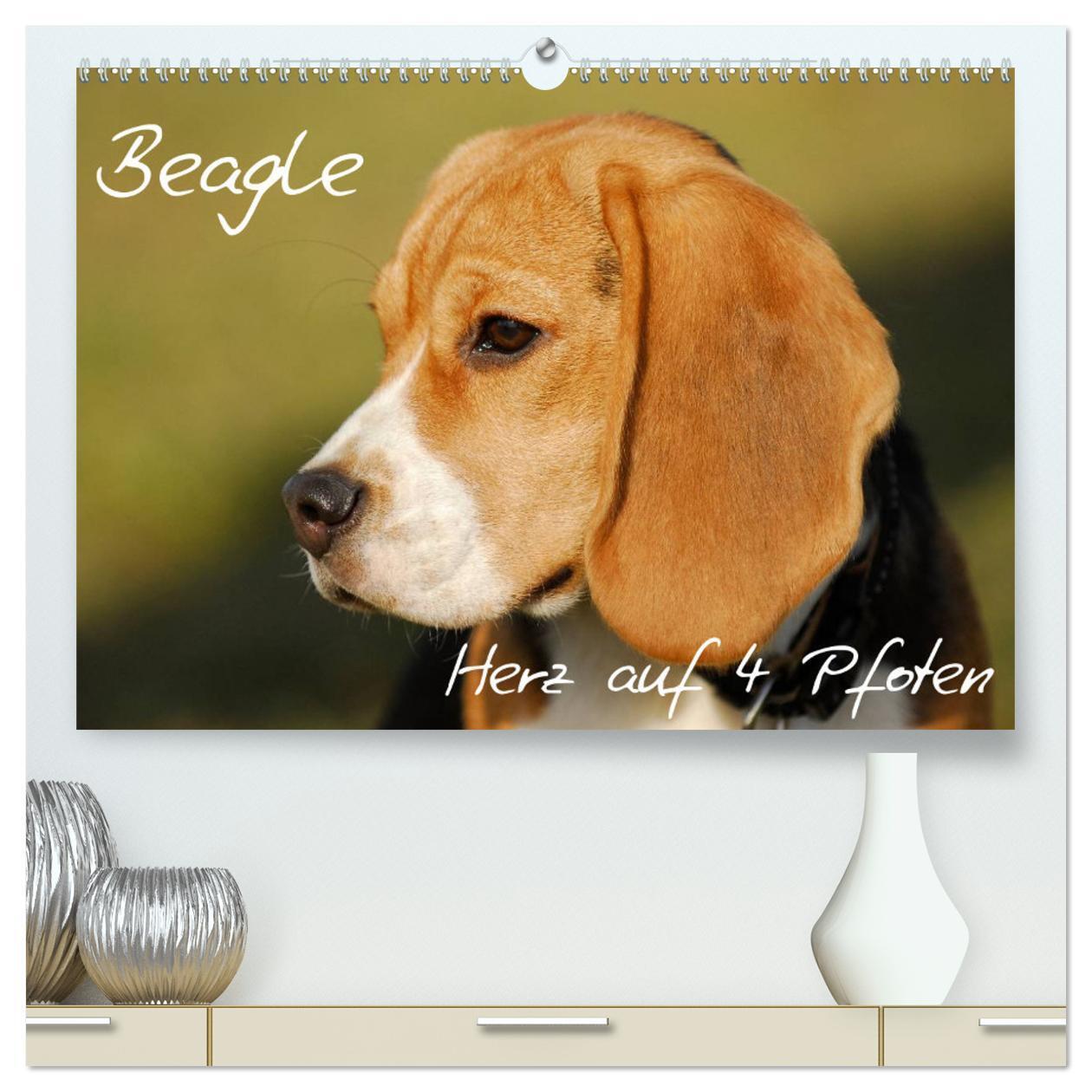 Cover: 9783435573707 | Beagle - Herz auf 4 Pfoten (hochwertiger Premium Wandkalender 2025...