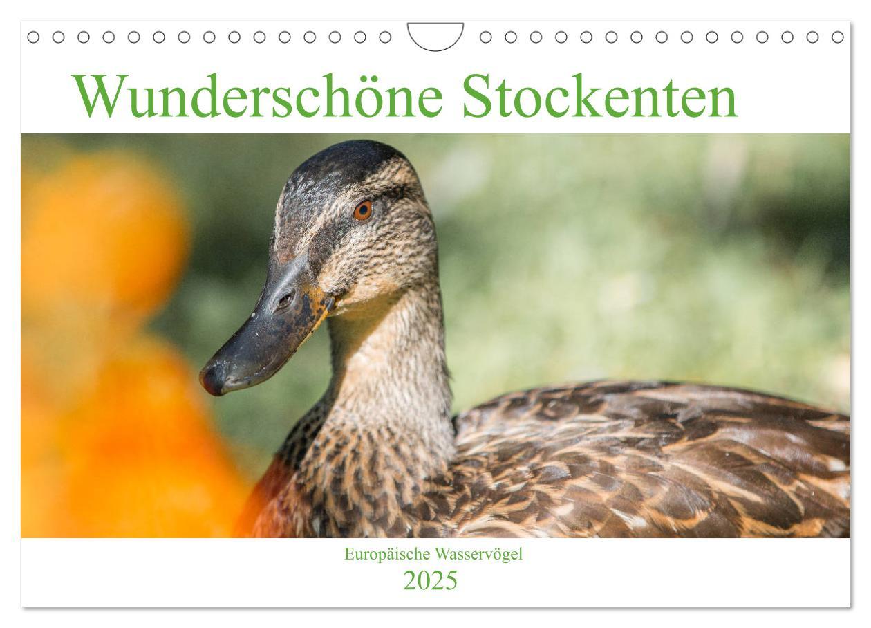 Cover: 9783435116225 | Wunderschöne Stockenten - Europäische Wasservögel (Wandkalender...