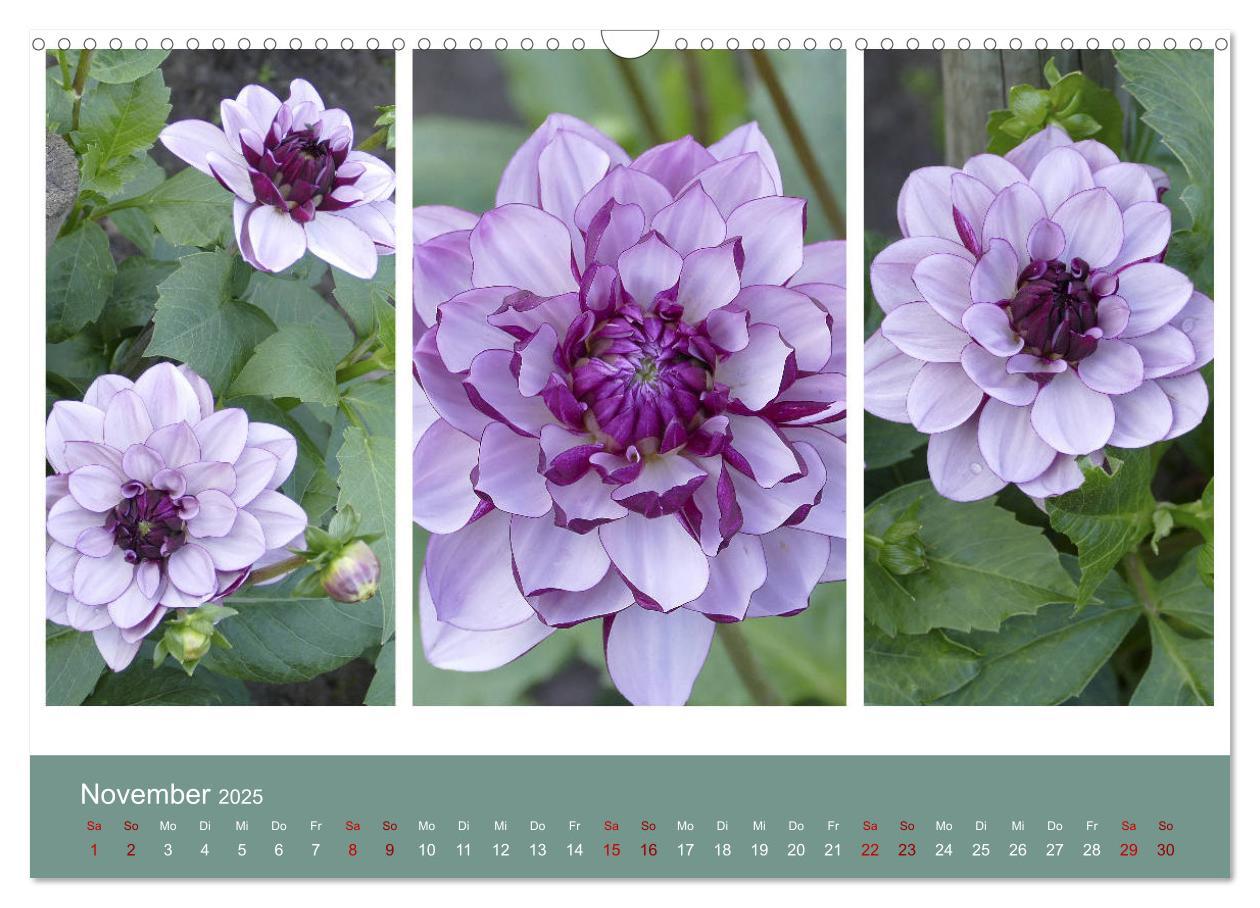 Bild: 9783435376247 | Dahlien-Triplets (Wandkalender 2025 DIN A3 quer), CALVENDO...