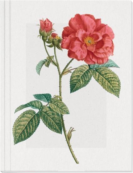Cover: 4250915935362 | Geschichte der Rose Großes Notizheft (A5) Motiv Französische Rose