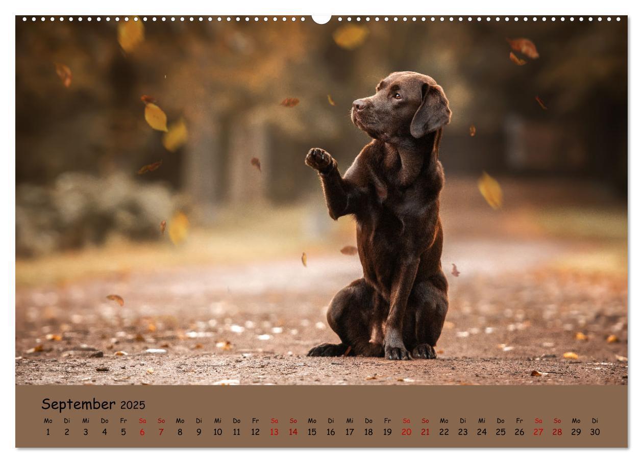 Bild: 9783383959592 | Labrador Retriever - Vielfalt auf Vier Pfoten (Wandkalender 2025...