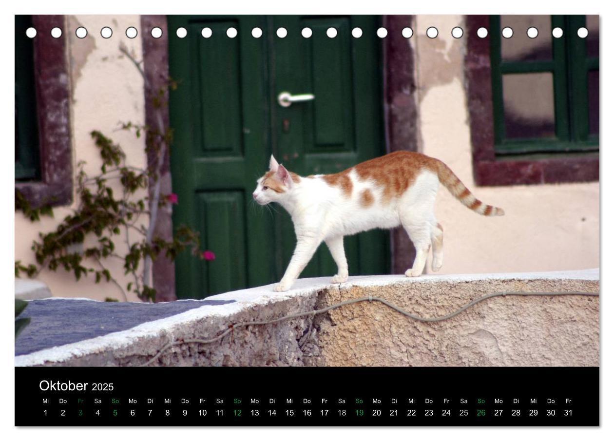 Bild: 9783435677405 | Katzensprung (Tischkalender 2025 DIN A5 quer), CALVENDO Monatskalender