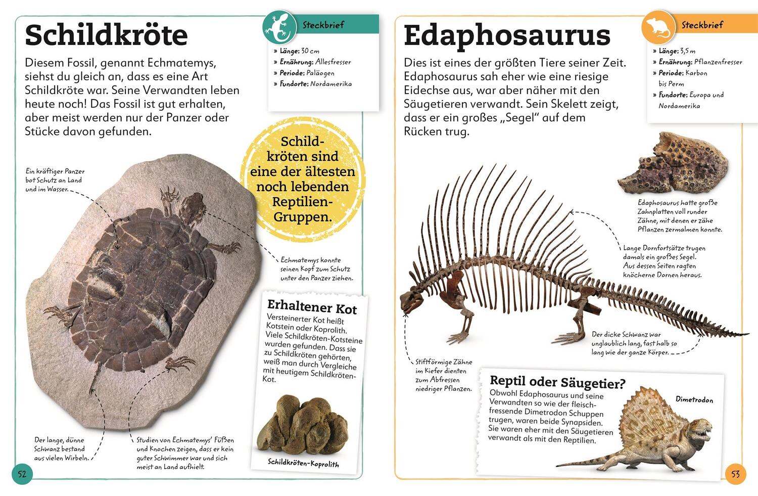 Bild: 9783831044610 | Fossilien | Entdecke die Schätze der Urzeit | Dean Lomax | Buch | 2022