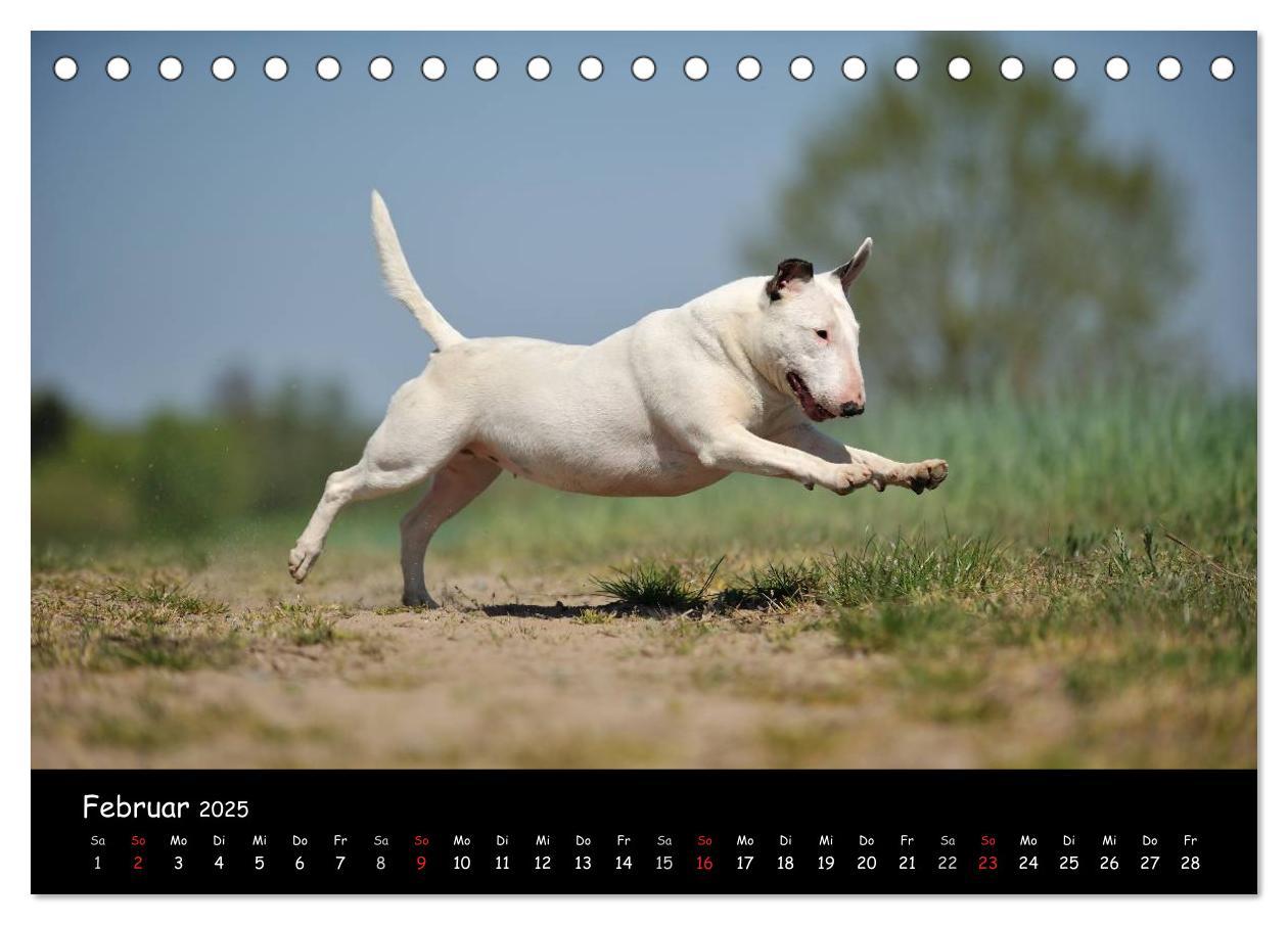 Bild: 9783435585946 | Bullterrier? Was sonst! (Tischkalender 2025 DIN A5 quer), CALVENDO...