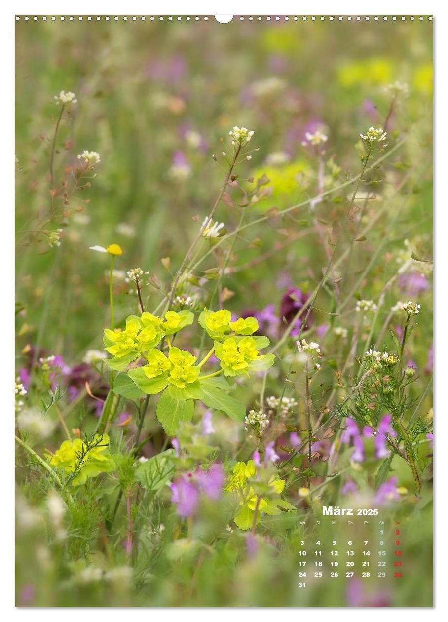 Bild: 9783457060049 | Ein Spaziergang über eine Sommerwiese (Wandkalender 2025 DIN A2...