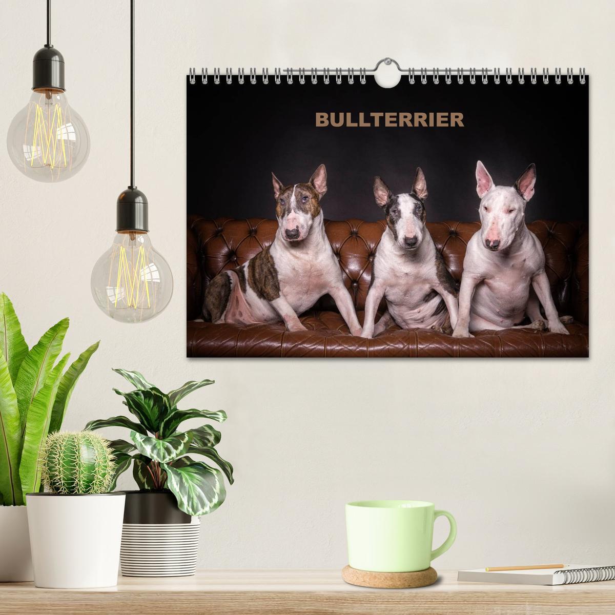 Bild: 9783435566716 | Bullterrier (Wandkalender 2025 DIN A4 quer), CALVENDO Monatskalender