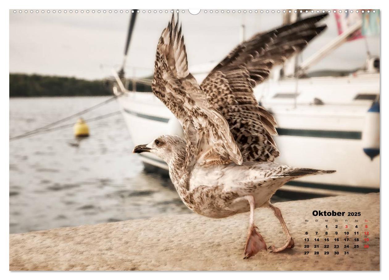 Bild: 9783435570232 | Wie ein Vogel in Rovinj! (Wandkalender 2025 DIN A2 quer), CALVENDO...