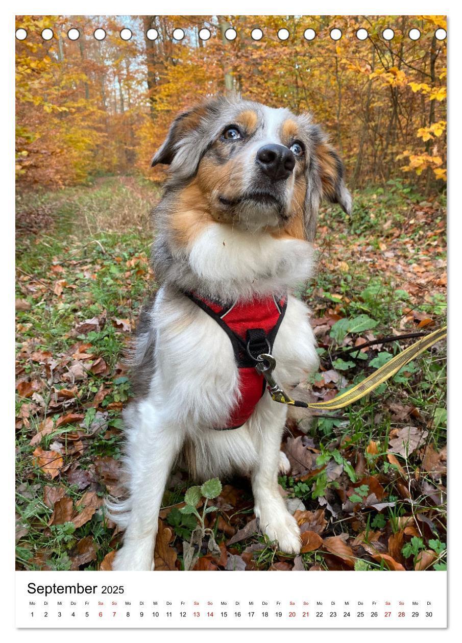 Bild: 9783435928606 | Hermine - Ein Jahr mit einem Mini Australian Shepherd...