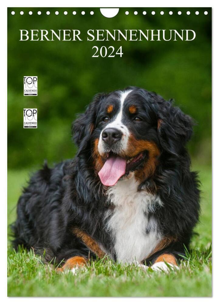 Cover: 9783383552885 | Berner Sennenhund 2024 (Wandkalender 2024 DIN A4 hoch), CALVENDO...