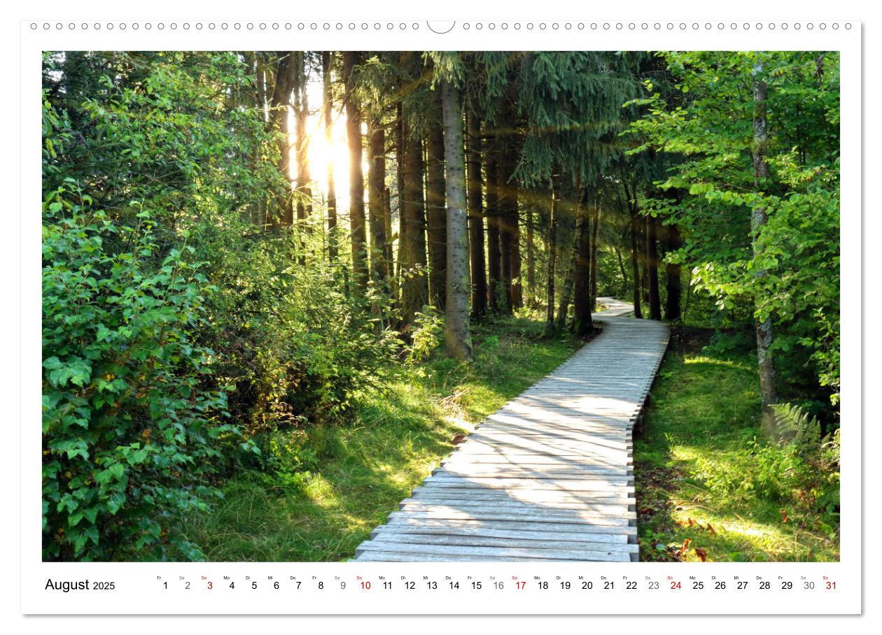 Bild: 9783435079957 | Mein Sehnsuchtsort, der heimische Wald (Wandkalender 2025 DIN A2...