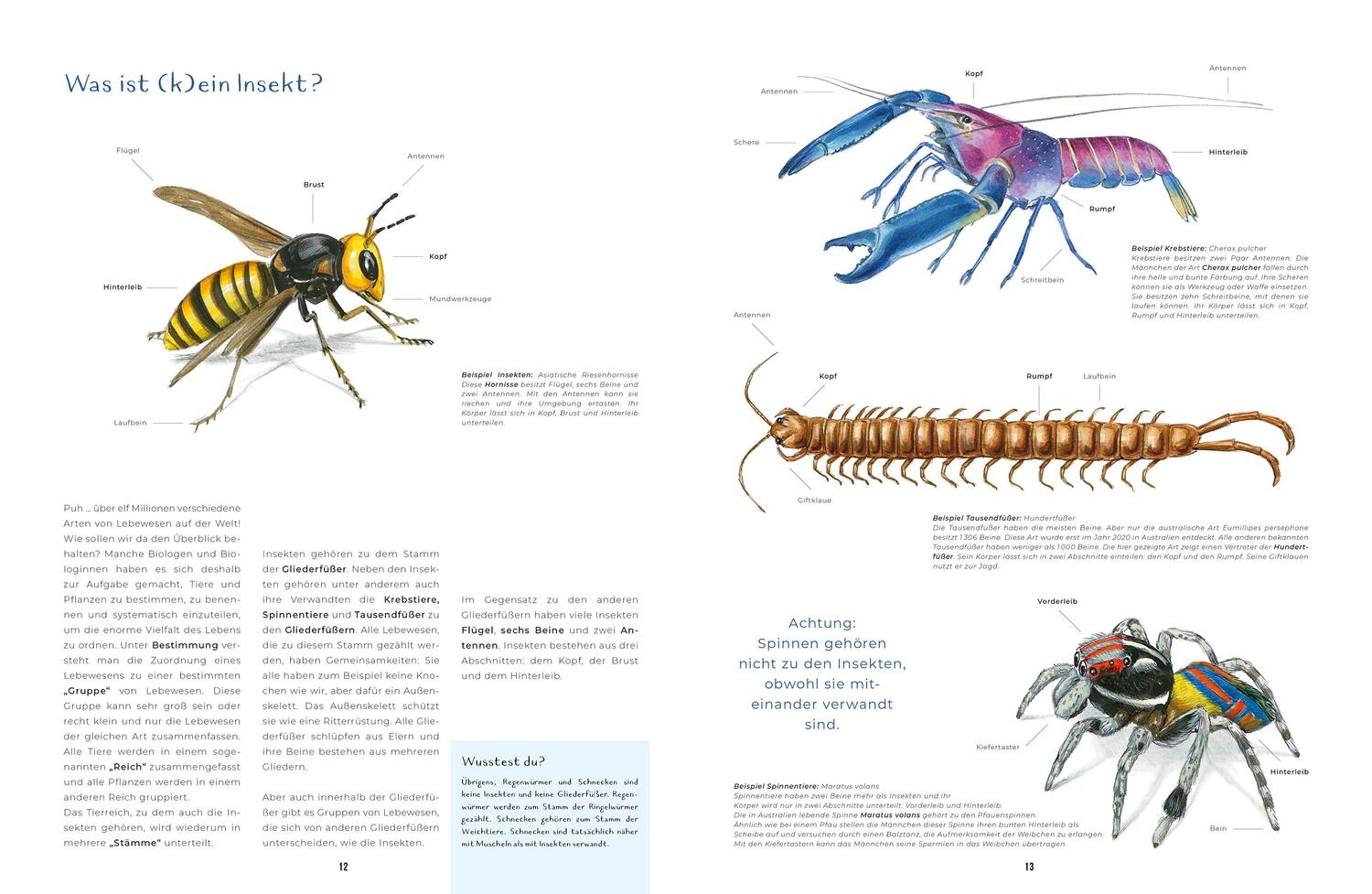 Bild: 9783734860348 | Insekten - Kleine Lebewesen, große Vielfalt | Tim-Henning Humberg