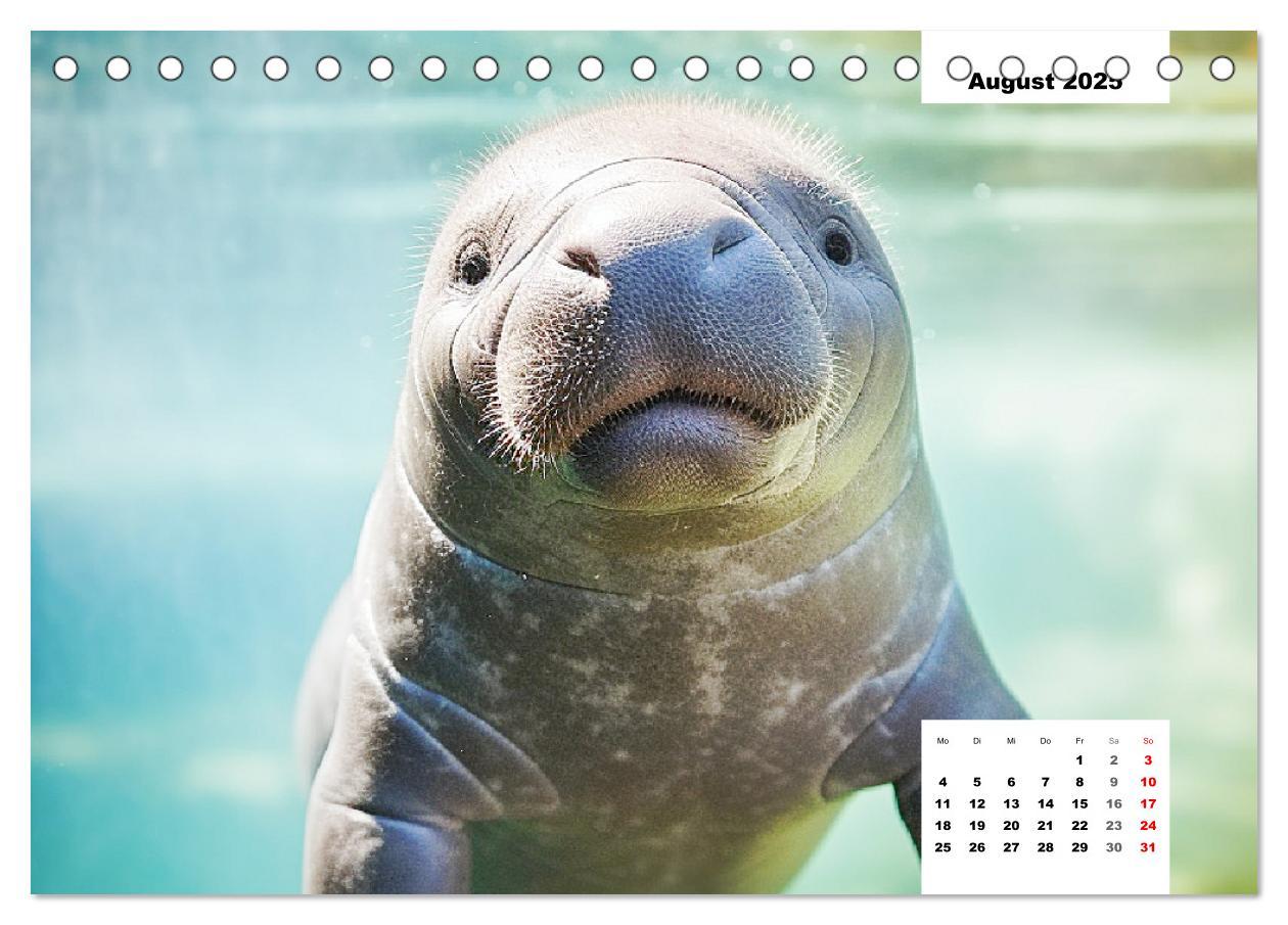 Bild: 9783383893902 | Manatees. Faszinierende Rundschwanzseekühe (Tischkalender 2025 DIN...