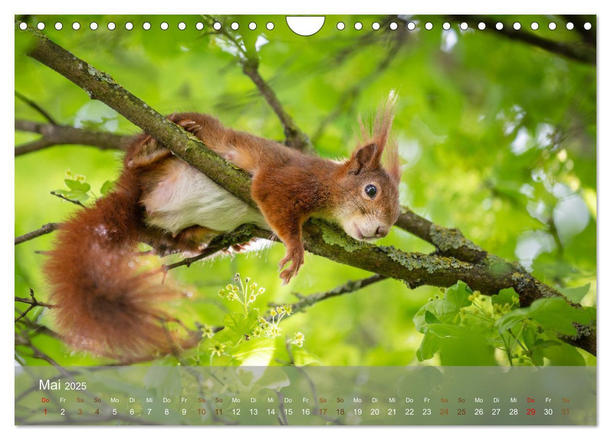 Bild: 9783457177471 | Bezaubernde Eichhörnchen (Wandkalender 2025 DIN A4 quer), CALVENDO...