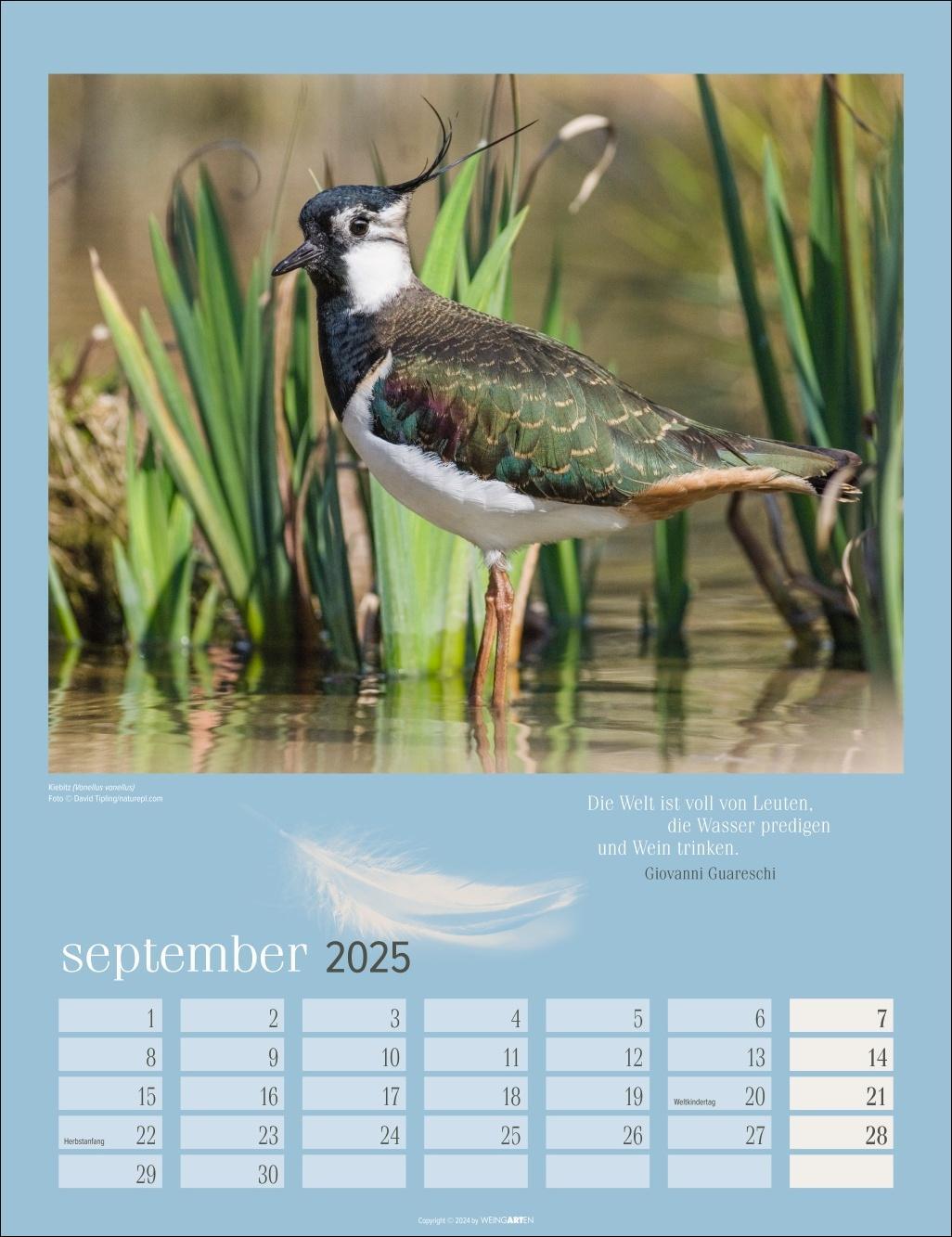 Bild: 9783839900710 | Heimische Vögel Kalender 2025 | Kalender | Spiralbindung | 14 S.