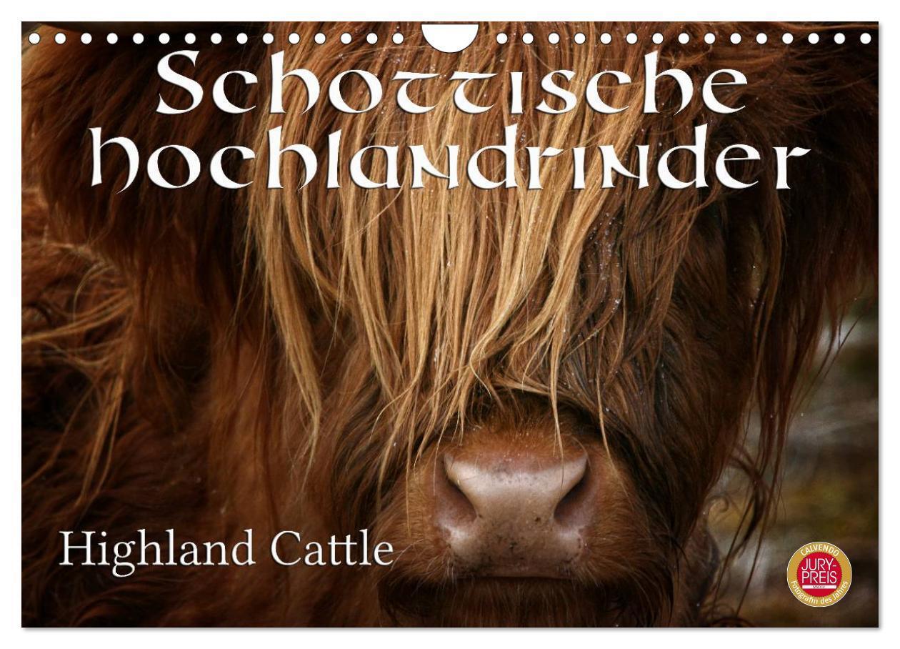 Cover: 9783675586154 | Schottische Hochlandrinder - Highland Cattle (Wandkalender 2024 DIN...