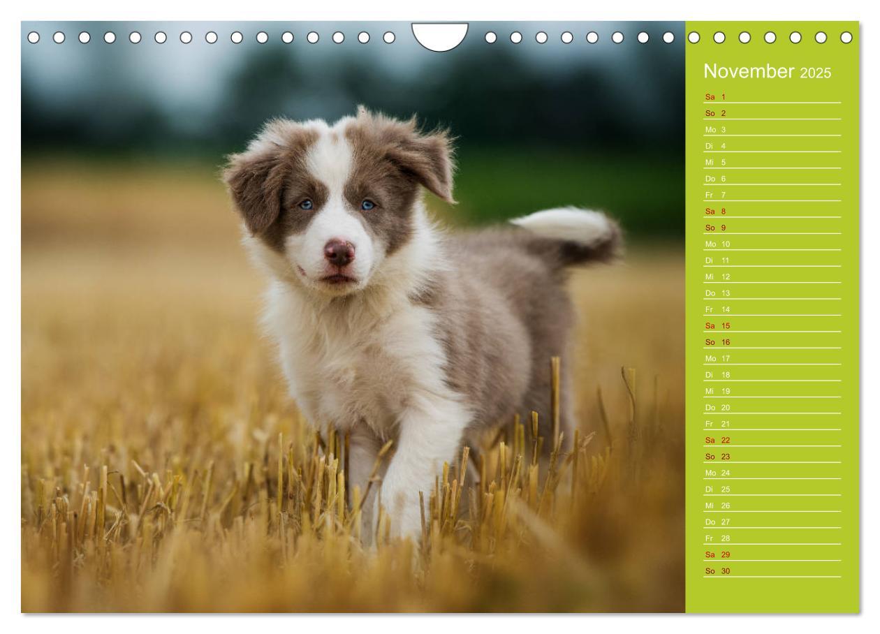 Bild: 9783435442522 | Border Collies - nicht nur schwarzweiß (Wandkalender 2025 DIN A4...