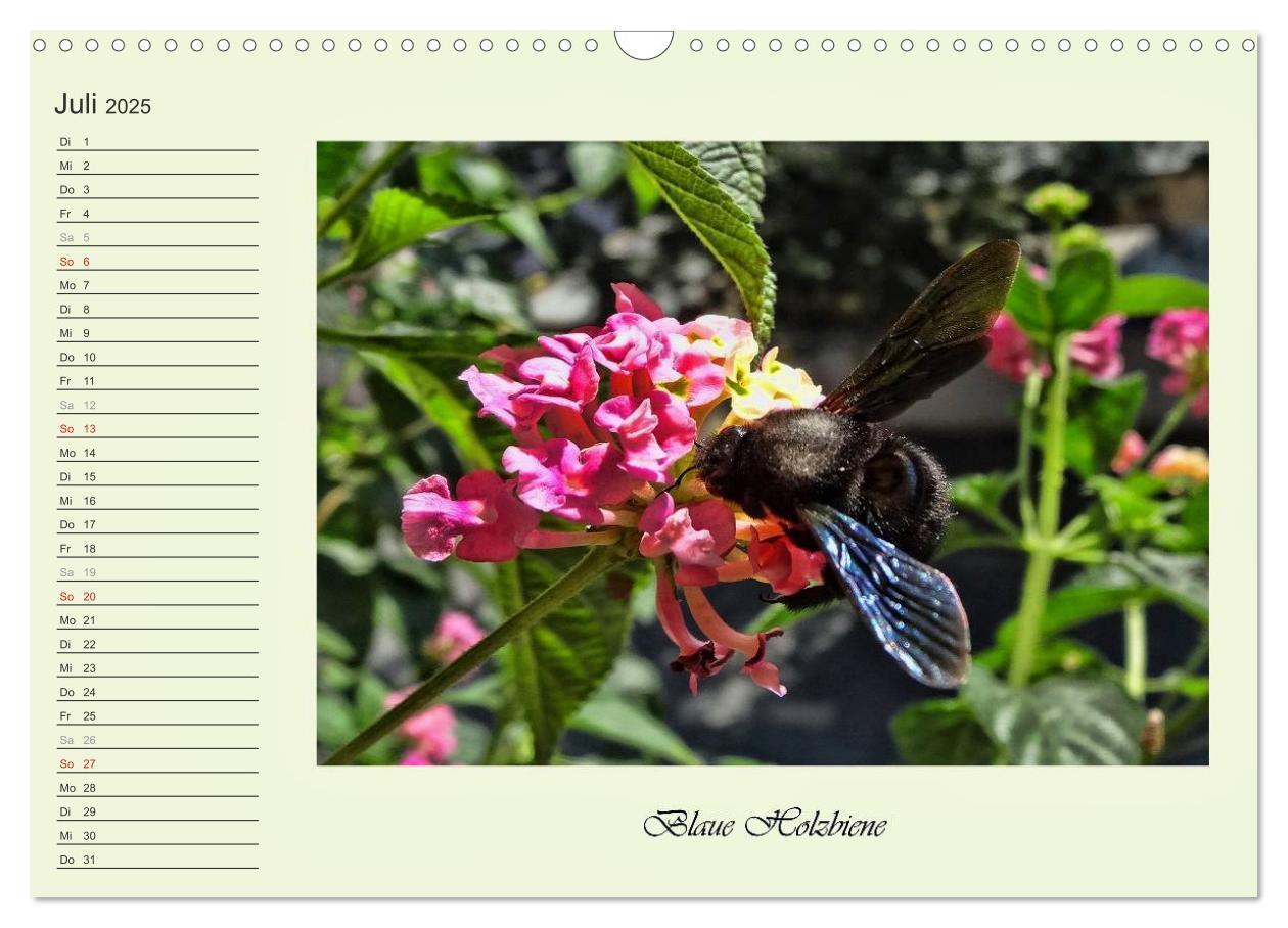 Bild: 9783435521821 | Blaue Holzbiene ¿ Hummel ¿ und Taubenschwänzchen. (Wandkalender...